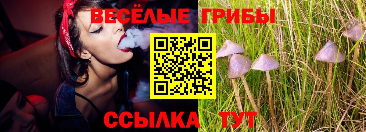 Псилоцибиновые грибы Psilocybine cubensis Георгиевск